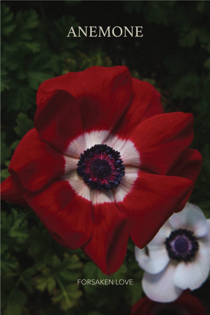 Anemone by Melissa Diane Photography