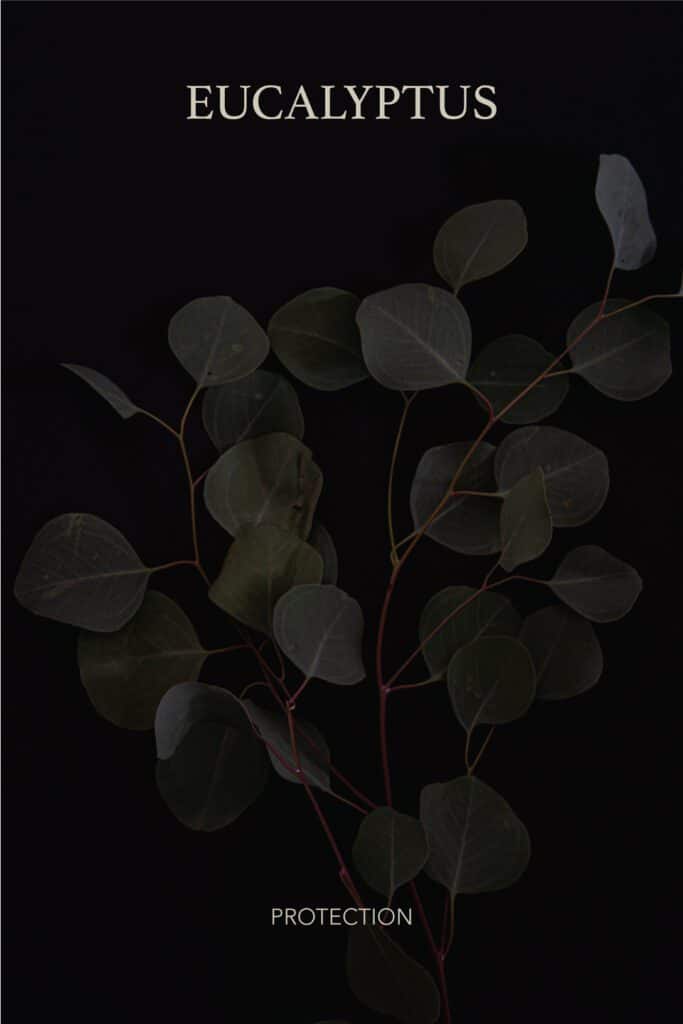 Eucalyptus by Melissa Diane Photography